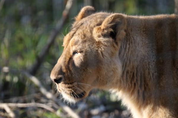 West-African (Asian) lion