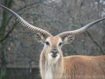 Safari-Parc de Peaugres