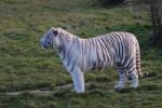 White tiger