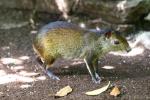 Black-rumped agouti