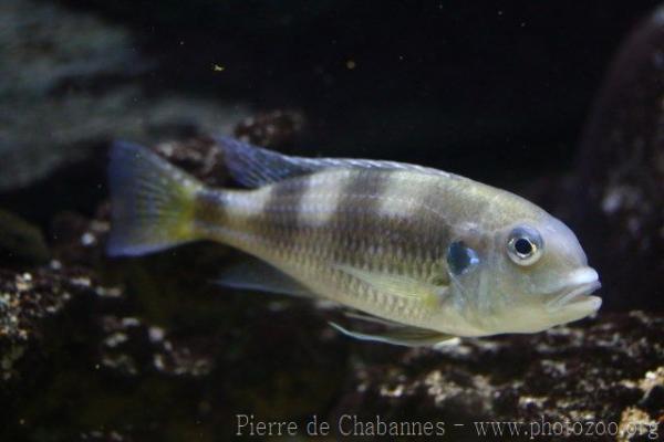 Golden tanganyika cichlid