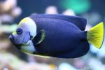 Queensland yellowtail angelfish