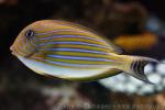 Lined surgeonfish