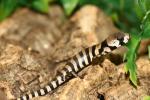 Pink-tongued skink