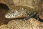 Giant bluetongue skink