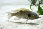 Vacuum cleaner cichlid