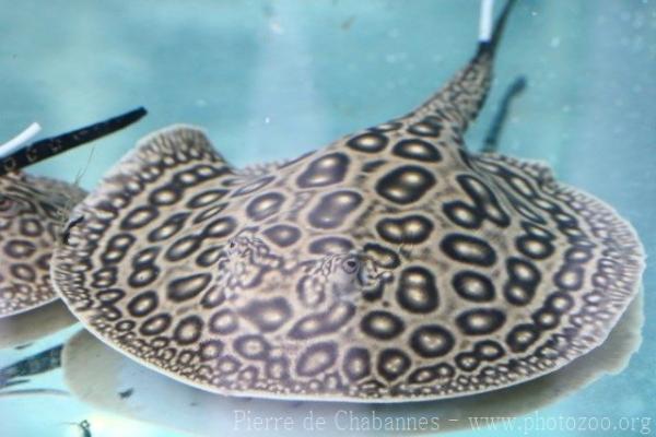 Pearl freshwater stingray