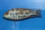 Livingstone's cichlid