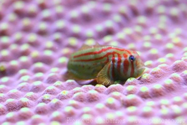 Broadbarred goby