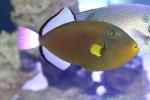 Pinktail triggerfish