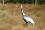 White-naped crane