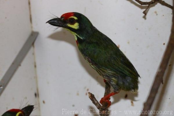 Coppersmith barbet