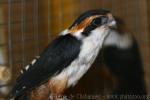 Collared falconet