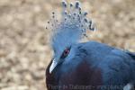 Victoria crowned-pigeon