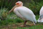 Great white pelican