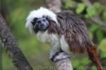 Cotton-top tamarin