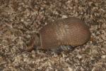 Southern three-banded armadillo