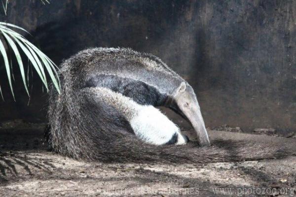 Giant anteater