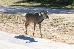 Greater kudu