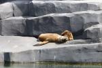 South American sea-lion