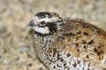 Northern bobwhite