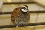 Northern bobwhite