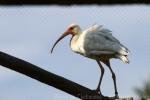 American white ibis