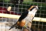 Collared falconet