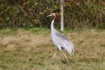 Australian sarus crane