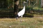 Red-crowned crane