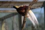 Lesser bird-of-paradise