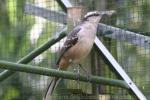 Chalk-browed mockingbird