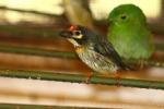 Coppersmith barbet