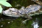 Broad-snouted caiman