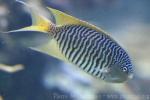 Zebra angelfish