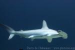 Scalloped hammerhead