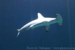 Scalloped hammerhead