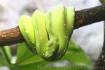 Green tree python