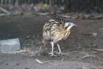 Eurasian bittern