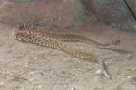 Red diamondback rattlesnake