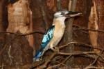 Blue-winged kookaburra