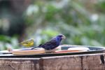 Blue grosbeak