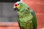 Red-lored amazon