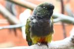 Patagonian conure