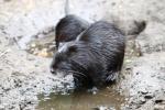 Nutria