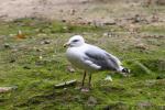 European herring gull