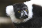 Black-and-white ruffled lemur
