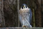 Peregrine falcon