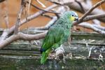 Orange-winged amazon