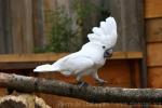 White cockatoo